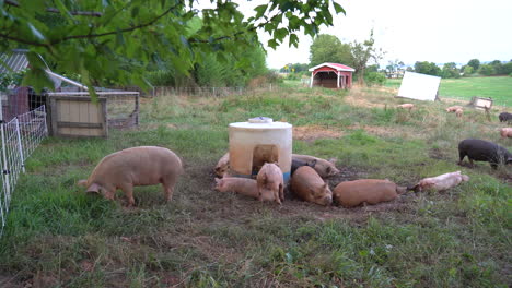A-herd-of-pigs-roaming-in-the-pasture-and-rooting-around