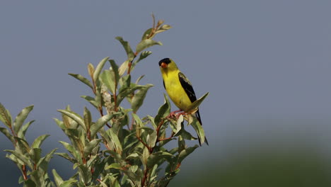 An-American-Goldfinch-sitting-in-a-tree-that-is-moving-in-the-summer-breeze
