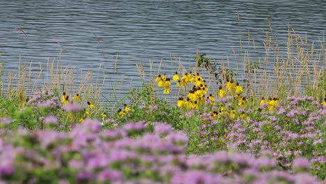 Einige-Schöne-Wildblumen-Am-Rande-Eines-Sees