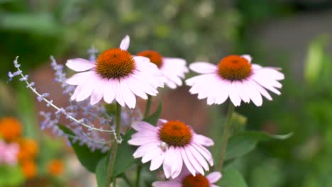 Purpurrote-Sonnenhutblume,-Die-In-Einem-Garten-Blüht