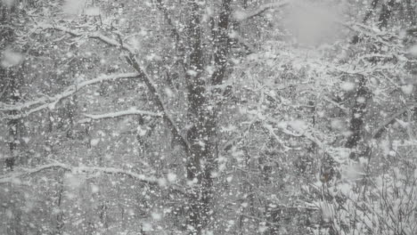 Large-fluffy-snowflakes-falling-in-slow-motion,-covering-trees