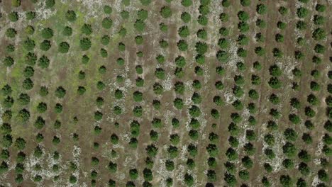 Lines-of-developing-evergreen-pine-trees-on-open-land-for-reforestation,-aerial