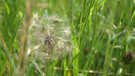 Closeup-Meadow-in-the-wind-in-slow-motion