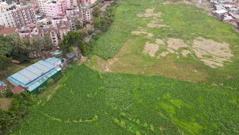 Drone-making-reveal-movement-in-the-green-field-of-slums-of-kibera-Kenya,-Nairobi-slums-with-the-houses-settled-in-between,-green-farm-in-the-slums-of-kibera