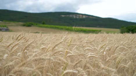 Golden-grain-wheat-filed-in-summer-wiggles-in-the-wind-with-a-mountain-in-the-back