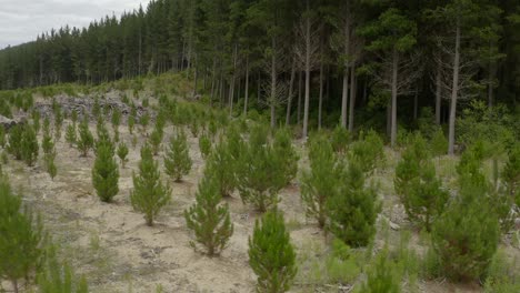 Reforestation-of-pine-tree-forest-with-young-saplings-and-older-trees,-aerial