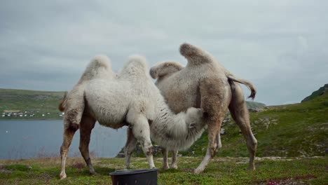Camello-Blanco-Joven-Chupa-Leche-De-Su-Madre-En-La-Colina-Del-Campo-De-Noruega