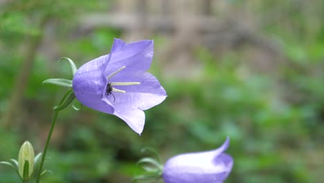 Purple-flower-with-a-bug-in-it-wiggles-in-the-wind