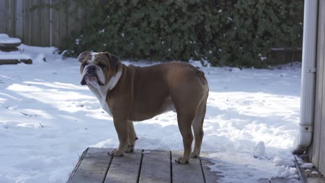 Adorable-Bulldog-Inglés-Macho-Ladra-Y-Se-Sienta-En-El-Frío-Día-De-Invierno,-Nieve-En-El-Suelo