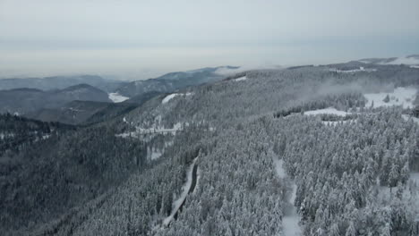 Empty-road-in-the-of-giant-forest-during-winter,-aerial-reveal-shot