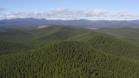Fließende-Hügel,-Bedeckt-Mit-Endlosen-Immergrünen-Kiefernwäldern,-Forstwirtschaft-Neuseeland