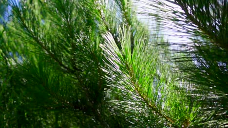 Pine-needles-swaying-in-breeze-back-lit-from-behind-by-bright-sunlight,-slowmo