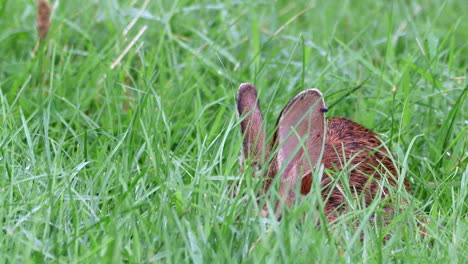 A-wild-cotton-tail-rabbit-eating-the-long-lush-summer-green-grass
