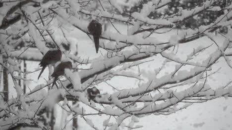 Trauernde-Tauben-Sitzen-In-Einem-Baum,-Während-Große,-Flauschige-Schneeflocken-In-Zeitlupe-Fallen