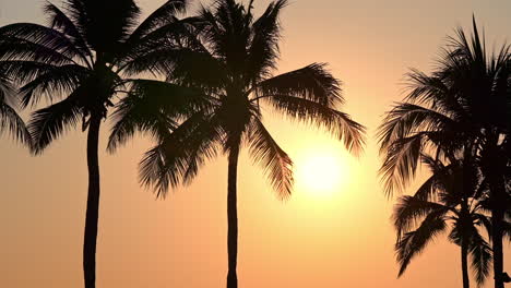Low-angle-of-golden-sunset-through-palm-tree-branches-silhouette
