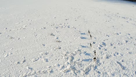 Hirsche,-Die-An-Einem-Sonnigen-Wintertag-Auf-Schneebedeckten-Landwirtschaftlichen-Feldern-Laufen
