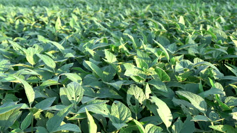 A-field-of-soybean-plants-in-the-light-of-the-evening-sun