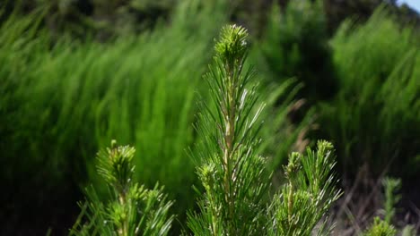 Close-up-of-young-pine-tree-off-shoots,-bright-green-from-sunshine,-slow-motion
