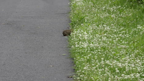 A-rabbit-beside-the-roadway-eating-the-nice-green-clover