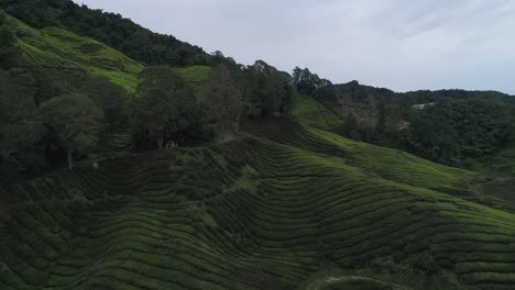 Green-tea-plantation-on-overcast-day-at-Cameron-Highlands,-Malaysia
