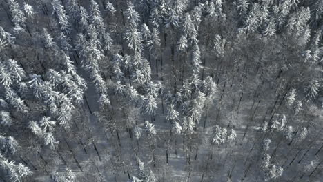 Endless-coniferous-forest-of-tall-trees-under-snow-in-winter,Czechia