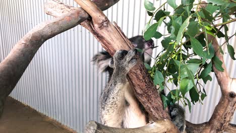 Koala-behind-a-tree-stump-eats-leaves,-slow-motion