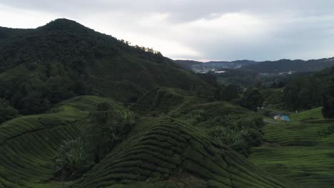 Cloudy-day-at-famous-tea-landscape-of-Cameron-Highlands,-aerial