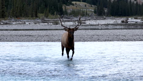 Large-Bull-Elk-crossing-river.-Panning-wide-shot