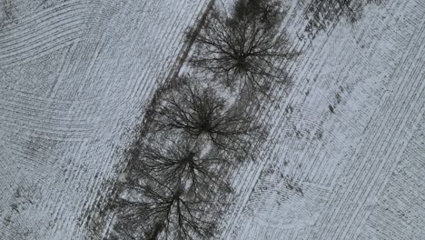 Overhead-Drohne-Schneebedeckte-Felder-Und-Kahle-Bäume-4k