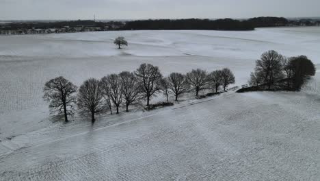 Snow-covered-winters-British-fields-row-of-bare-trees-aerial-4K