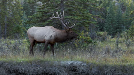 Large-majestic-Bull-Elk-roaring-its-mating-call-in-search-of-Cow-Elk