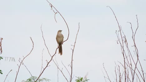 Striated-Grassbird,-Megalurus-palustris,-4K-Footage,-Pak-Pli,-Thailand