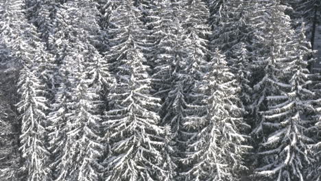 Schneebedeckte-Bäume-Eines-Nadelwaldes-Im-Winter,-Tschechien