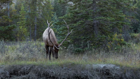 Majestic-elk-standing-alone-in-a-forest-wagging-its-tail-and-looking-around