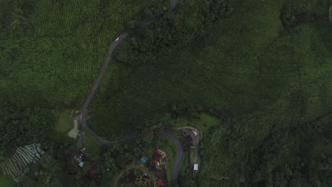 Antena-De-Arriba-Hacia-Abajo-De-La-Plantación-De-Té-Verde-En-Las-Tierras-Altas-De-Malasia
