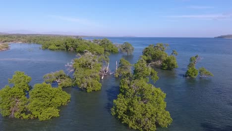 Aerial-view-of-mangrove-trees-on-sea-at-coast-of-Sumbawa-Island,-Indonesia