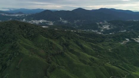 Aerial-at-lush-green-slopes-filled-with-tea-plantation-at-Cameron-Highlands