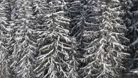 Hundreds-of-snowy-trees-in-a-deep-coniferous-forest-in-winter,Czechia