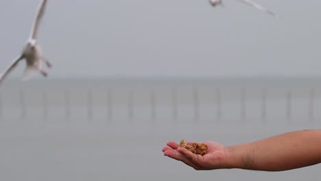Seagulls-Snatching-food-from-a-man's-hand,-Bang-Pu-Recreation-Center,-Samut-Prakan,-Thailand