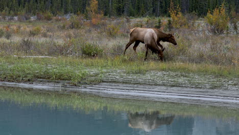 Panning-shot-of-two-female-elk-eating-grass-beside-calm-river