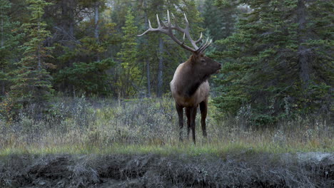 Large-beautiful-Bull-Elk-looking-around-at-its-surroundings-and-roaring-its-mating-call