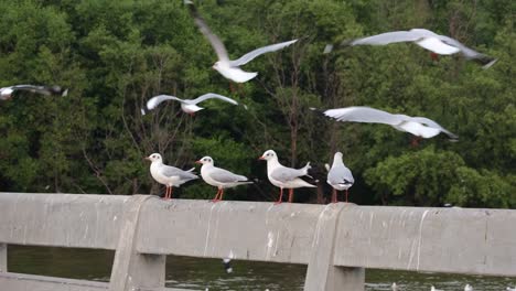 Seagulls,-on-a-concrete-Barrier-and-Railing-of-a-bridge,-resting-while-others-fly-around-in-circles,-Bang-Pu-Recreation-Center,-Samut-Prakan,-Thailand