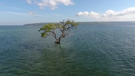 Árbol-De-Mangle-Solitario-En-Agua-De-Mar-En-La-Costa-De-La-Isla-De-Sumbawa,-Indonesia