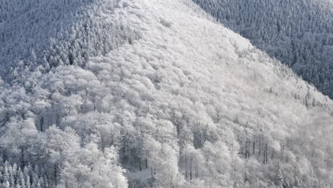 Aerial-Shot-Of-Coniferous-Forest-Snow-Covered-In-Mountain-Landscape,-Majestic-Winter-Wonderland
