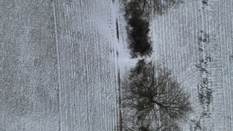 Bare-row-of-trees-in-snow-covered-field-overhead-drone-Point-of-view-4k