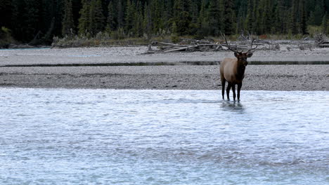 Curious-beautiful-bull-elk-standing-alone-in-river