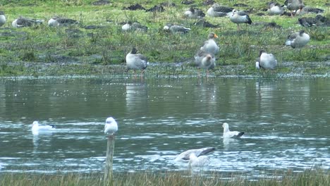 Greylag-Goose-or-Anser-Anser,-Seagulls,-and-other-ducks,-England