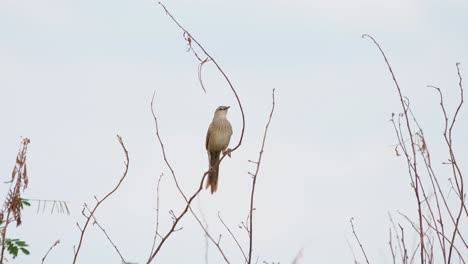 Gestreifter-Grasvogel,-Megalurus-Palustris,-4k-Aufnahmen,-Pak-Pli,-Thailand