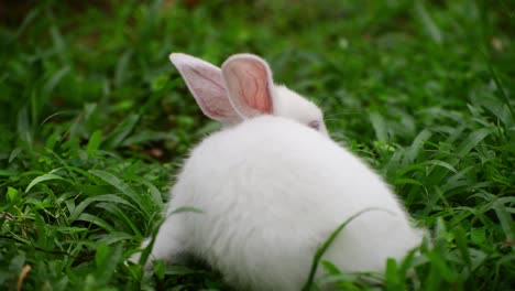 Cute-and-cuddly-albino-bunny-rabbit-baby-on-the-grass-field,-Got-red-eyes-and-long-eyelashes,-Long-ears-up,-Light-passing-through-the-long-ears-and-pink-veins-clearly-visible