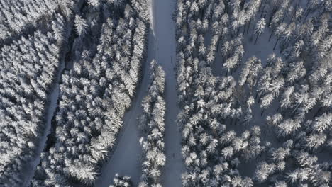 Ski-trail-and-a-stream-in-a-coniferous-forest-in-winter-snow,Czechia